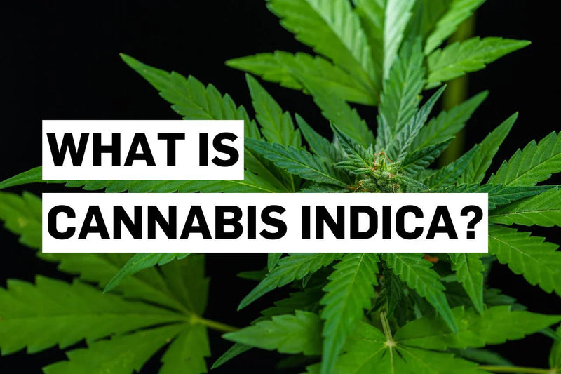 Τι είναι η Cannabis indica;