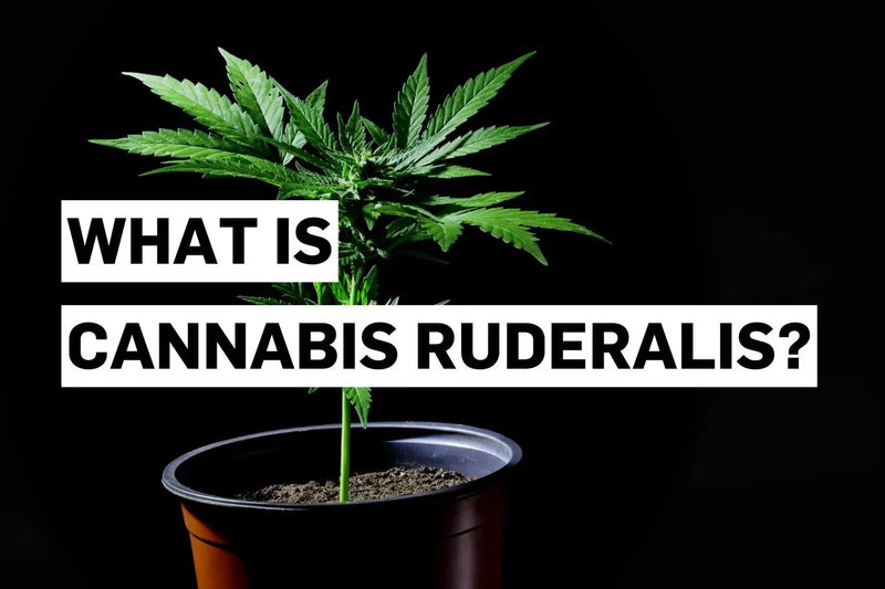 Τι είναι η Cannabis ruderalis;