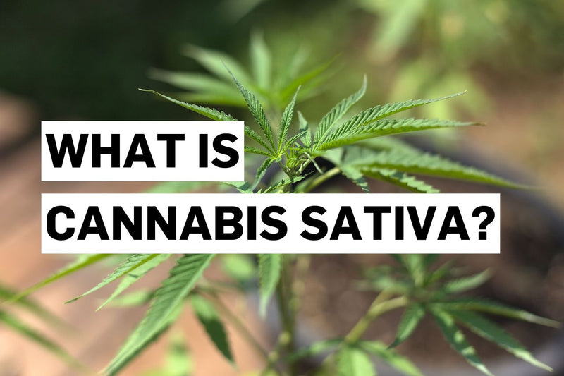 Τι είναι η Cannabis sativa;